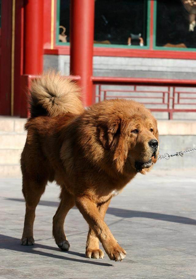 两个月藏獒幼崽图片，探索神秘而迷人的藏獒世界