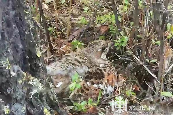 江苏猎宝科技，引领科技创新，塑造数字未来