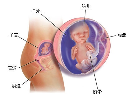 胎儿的成长发育，揭秘胎儿几个月有的奥秘