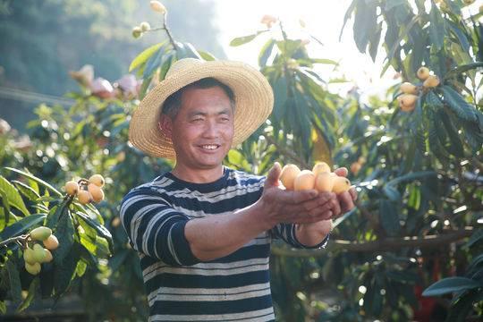 广东省的枇杷果，美味与健康之宝