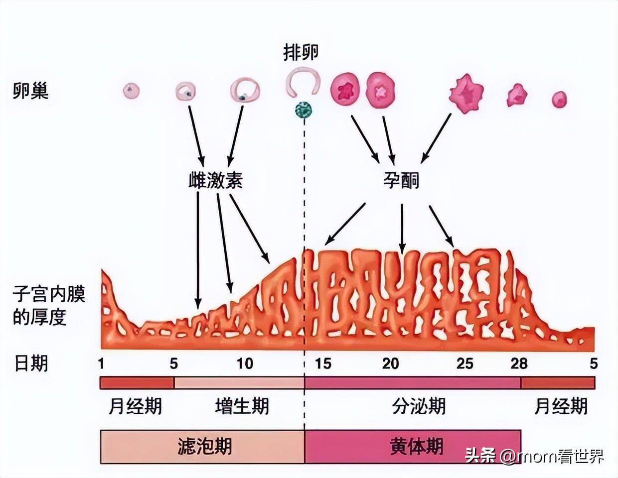 卵细胞一个月排多少，深入了解女性生理周期中的排卵机制