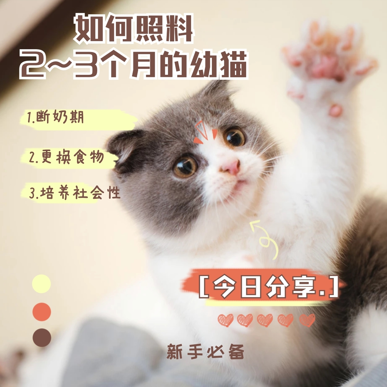 两个月小猫的养护指南，新手养猫必备知识