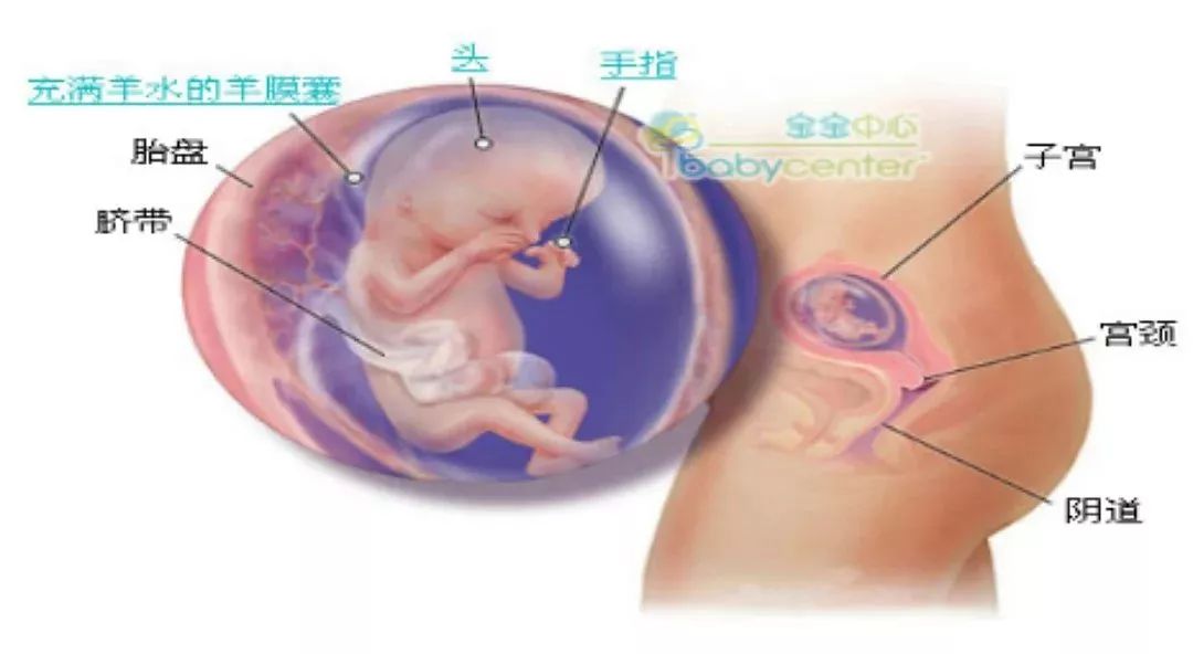 关于怀孕期间的十八周是几个月的探讨