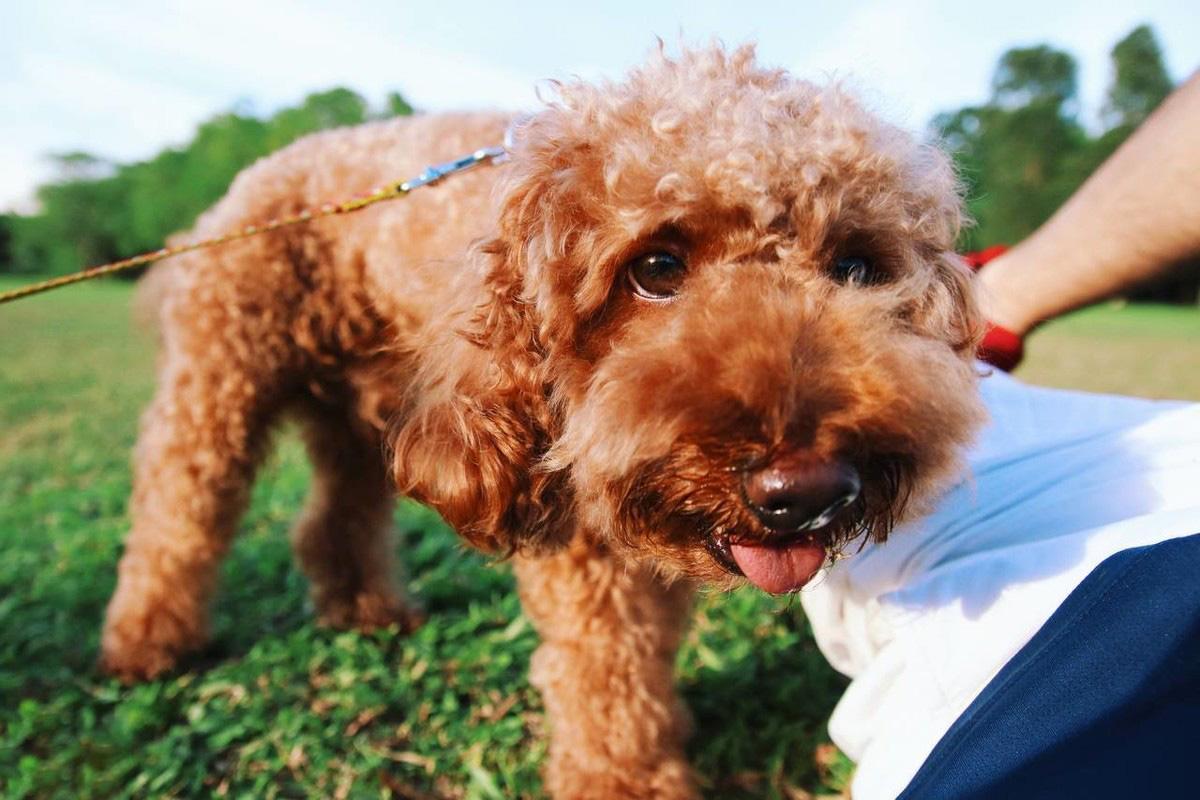 泰迪玩具犬的成长之旅，三个月大的体重揭秘