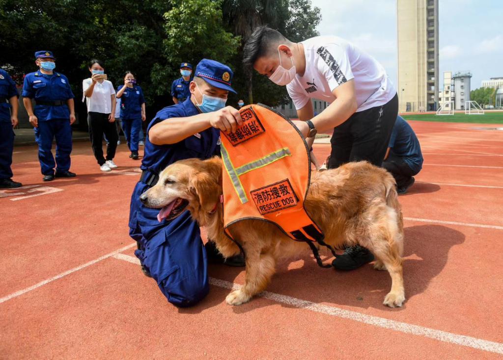 金毛犬的成长之旅，三个月的温馨瞬间与图片记录